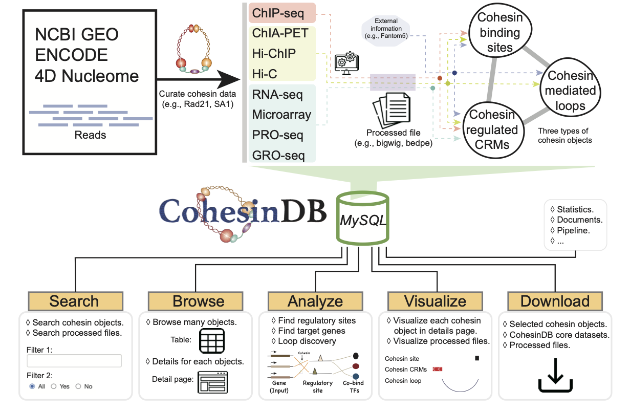 CohesinDB outline